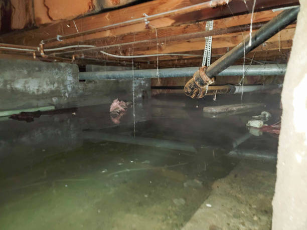 Best Emergency water extraction  in Blackville, SC